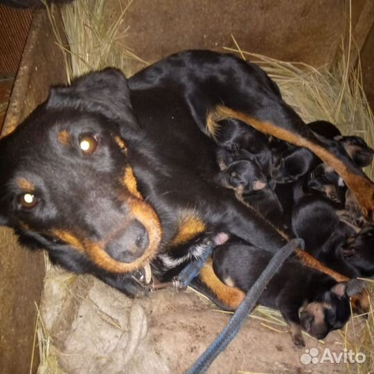 Щенки ягд-терьер