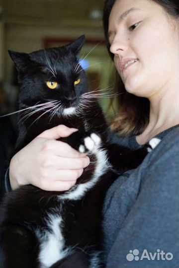 Кошечки и Котики