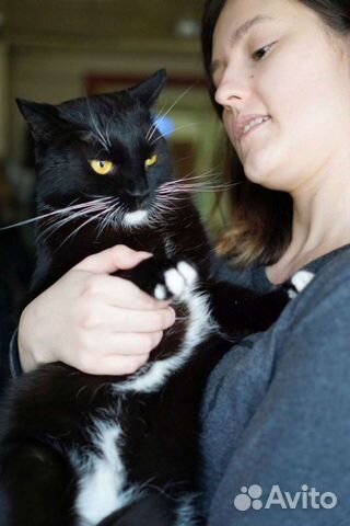 Кошечки и Котики