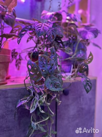 Манстера манки