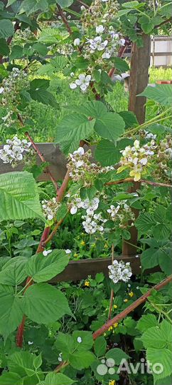 Ежевика (саженцы) окс