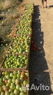 Продаю помидоры с поля