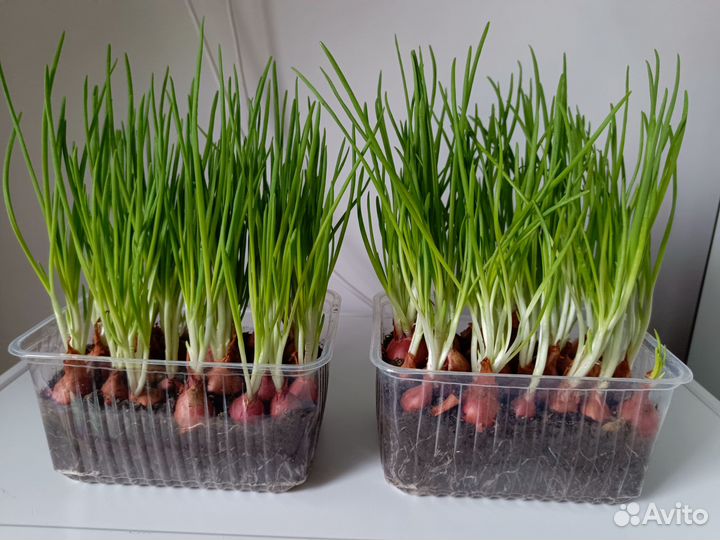 Лук зеленый