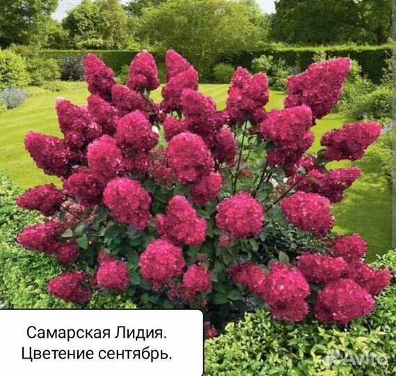 Гортензия метельчатая Самарская Лидия