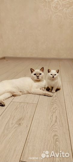 Белый котенок