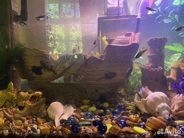 Сомики анцитрусы