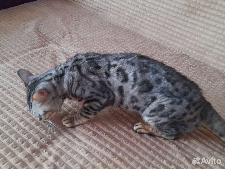 Бенгальская кошка