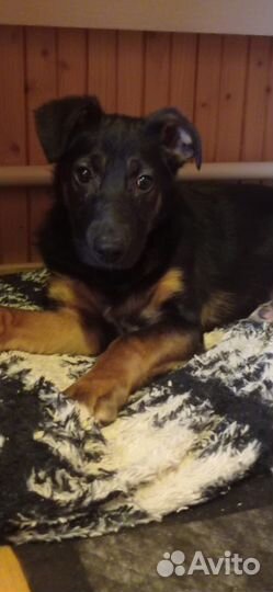 Щенок метис овчарки в добрые руки