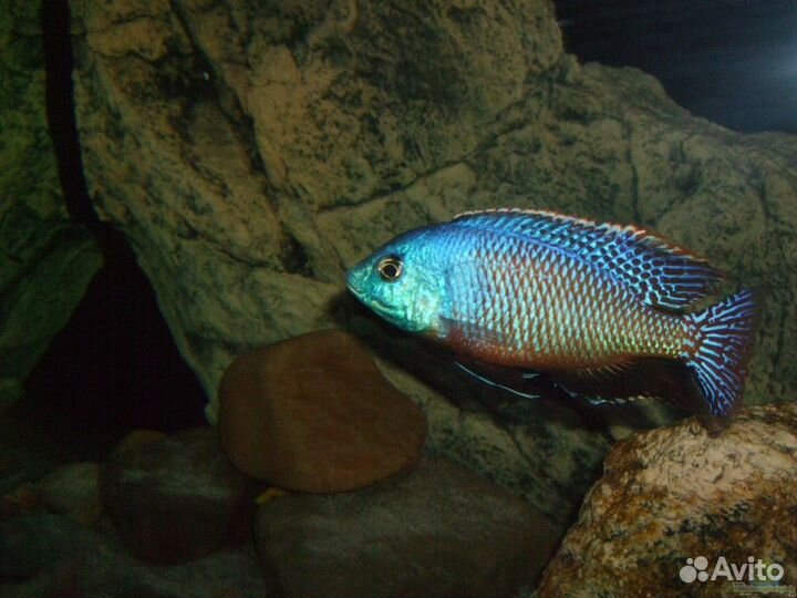 Цихлиды малавийские