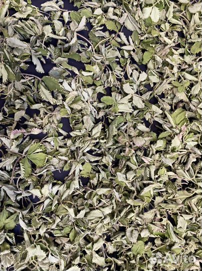 Листья земляники сушеные