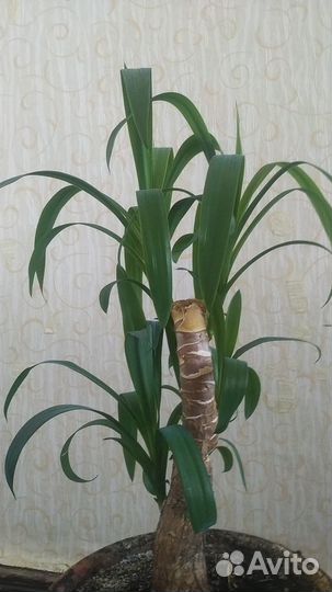 Пальма юкка