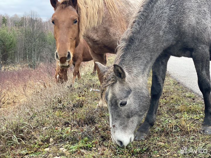 Русская баня,отдых на Павловском водохранилище
