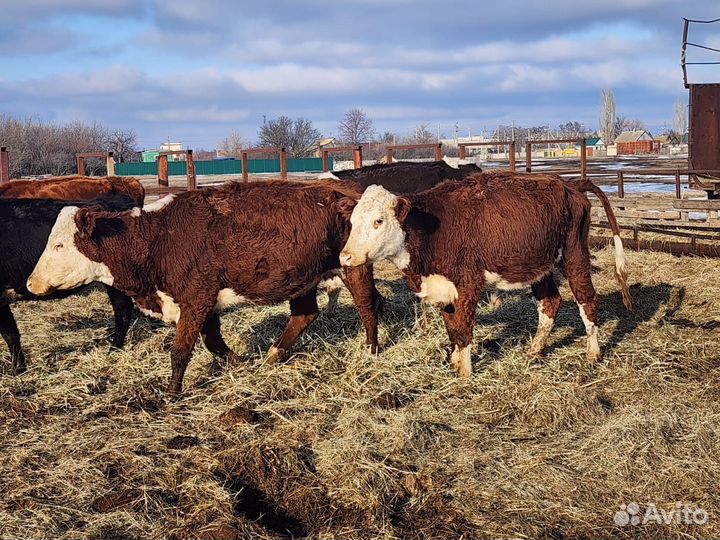Продается телочки