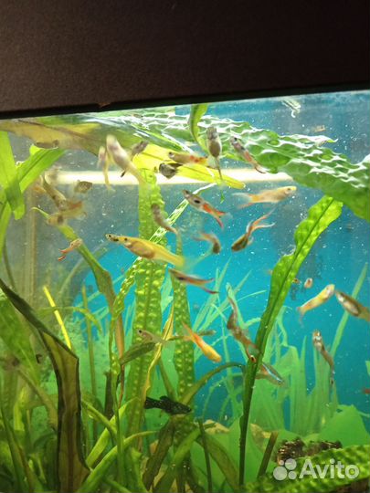 Рыбки гуппи