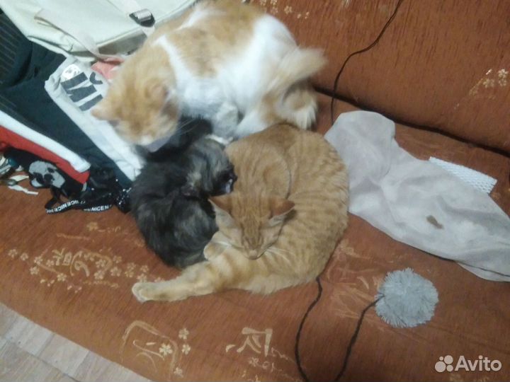 Котята в добрые руки