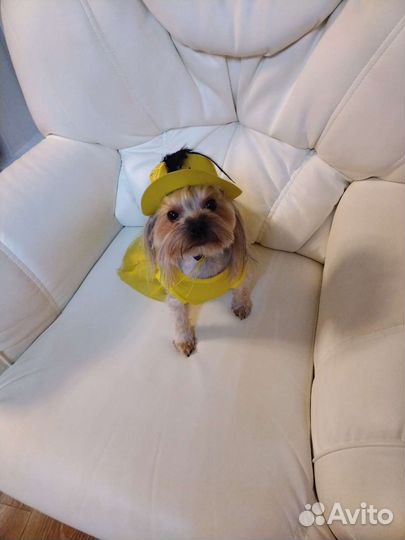 Йоркширский терьер мини девочка