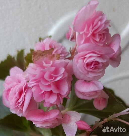 Бегонии в кашпо