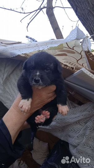 Щенки метисы в добрые руки