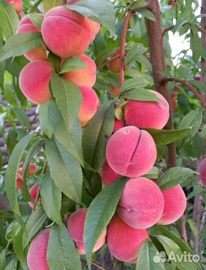 Саженцы персика