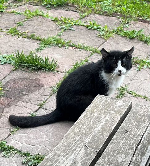 Кот феликс