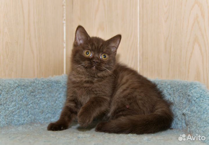 Британский мальчик