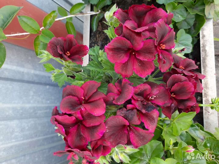 Комнатные растения