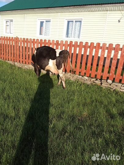 Корова дойная