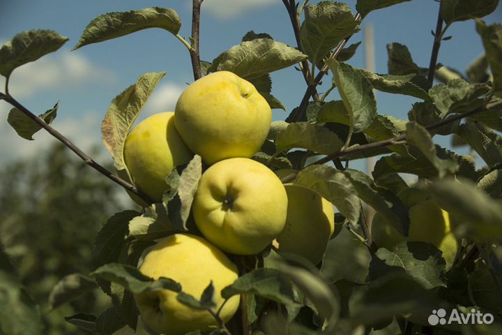 Саженцы Яблоня Папировка