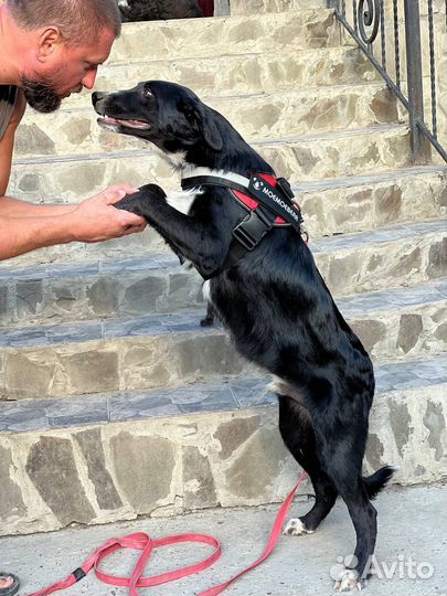 Собака мальчик даром