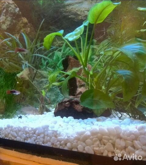 Аквариум