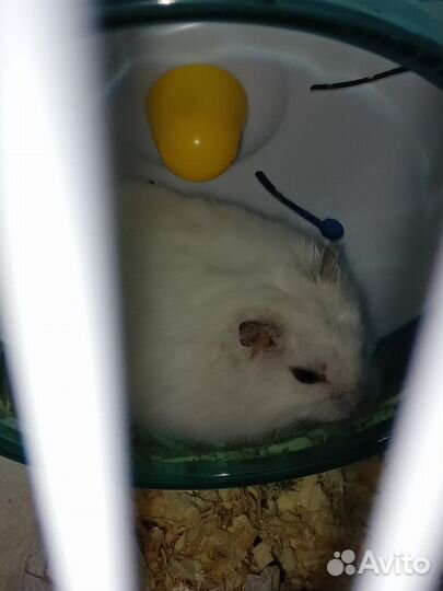 Джунгарский хомяк с клеткой