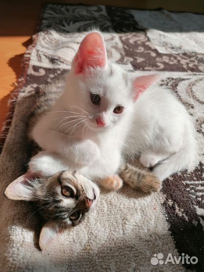 Котята в добрые руки