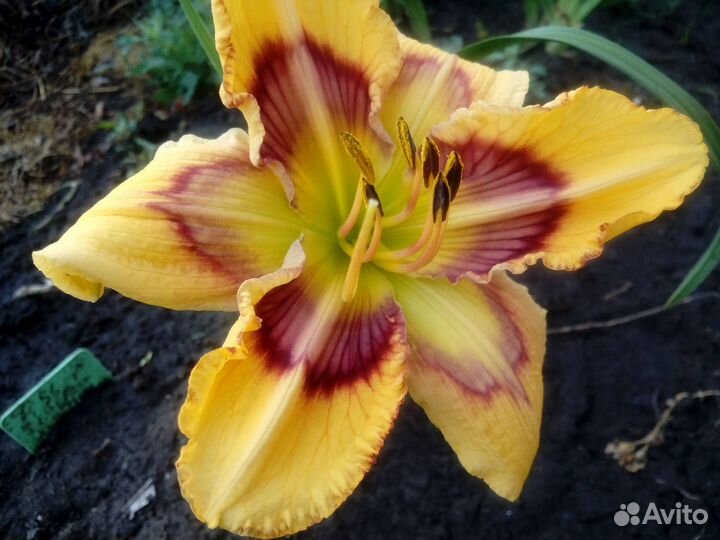 Продам зимостойкие гибридные лилейники