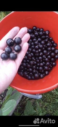Черная смородина