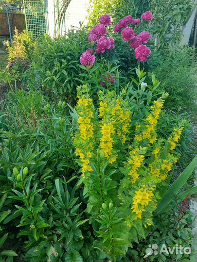 Цветы садовые разные