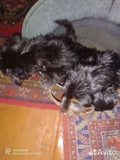 Маленькая собака