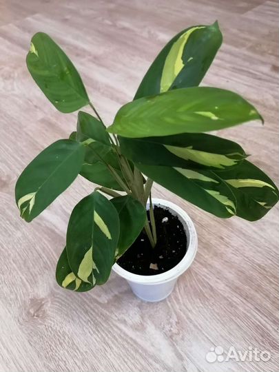 Калатеи и ктенанты