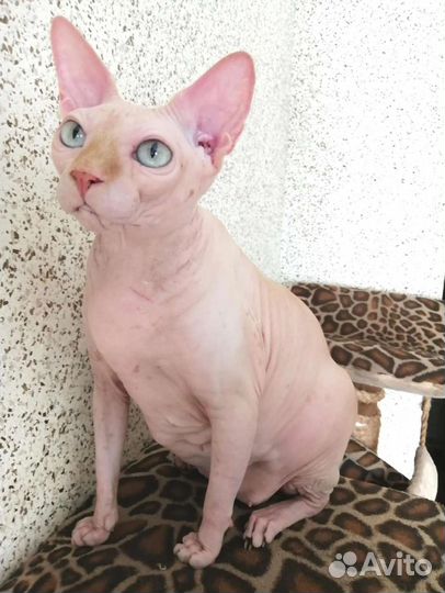Канадский сфинкс девочка