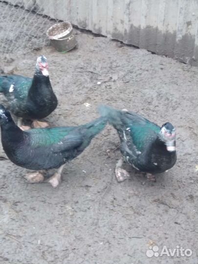 Индоутка мускусная утка тушка