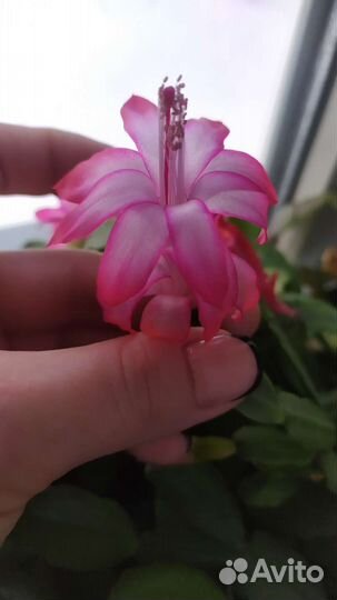 Традесканция и декабристы