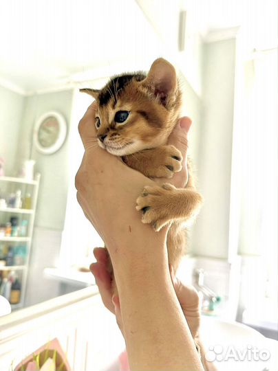 Абиссинские котята соррель дикий