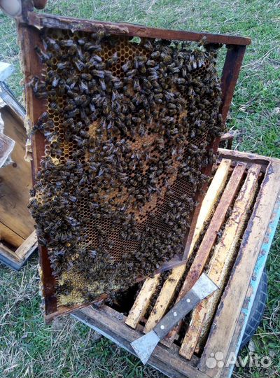 Пчелы карпатка