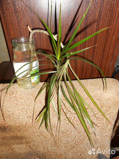 Готовый к посадке росток Драцены корни хорошие