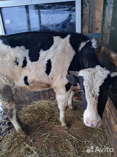 Бычки и быки