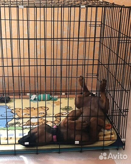 Клетка для большой собаки