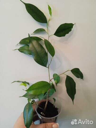 Разные комнатные растения