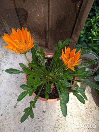 Цветы садовые