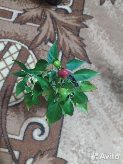 Перец комнатный острый