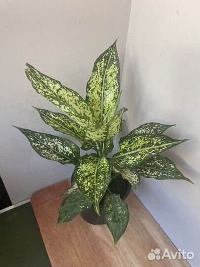 Аглаонема (бесплатная доставка )