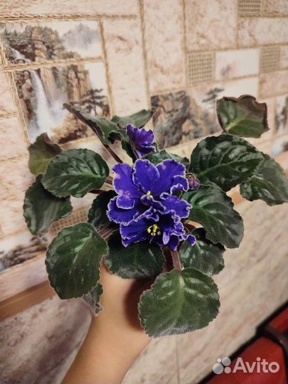 Фиалки сортовые детки